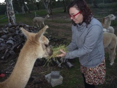 Emma_&#38; Alpaca-P1160068-2014-04-17at18-46-23