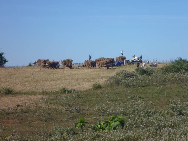 Rural work was hard, labour intensive and rarely mechanised. Bullock carts were the norm.